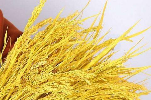 防治小麦锈病药剂排名 防治小麦锈病的农药是什么