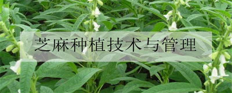 芝麻种植技术与管理方法是什么 芝麻种植技术要点