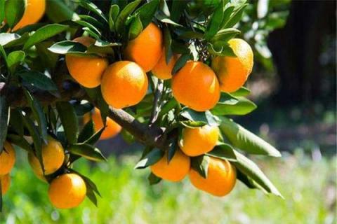 柑橘上为什么不能使用丙溴磷（柑橘上为什么不能使用丙溴磷呢）