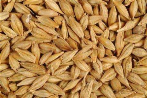 大麦出来的是什么粮食 与小麦有什么区别