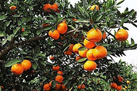 柑橘上为什么不能使用丙溴磷 原因是什么