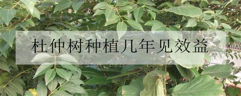 杜仲树种植几年见效益（杜仲种植几年才能见收益）