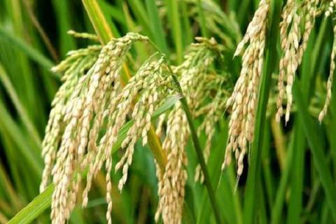 水稻稻瘟病症状特点 水稻稻瘟病症状特点和病症