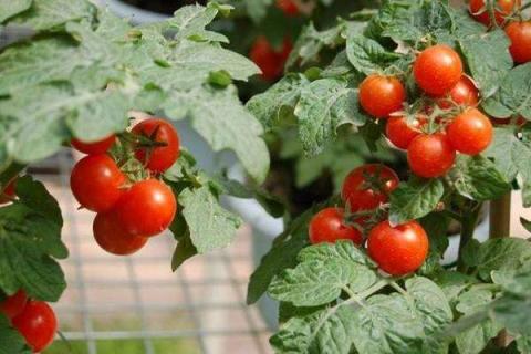 西红柿开花期如何浇水 西红柿开花期如何浇水施肥用尿