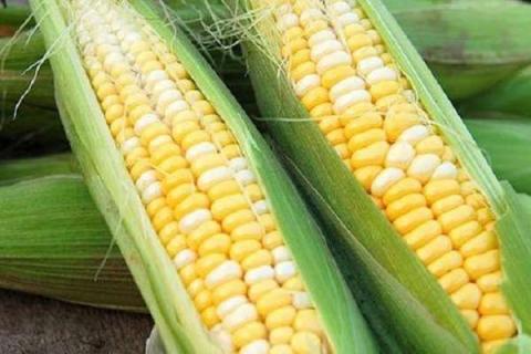 2021玉米价格暴涨是真的吗 2021年玉米涨价