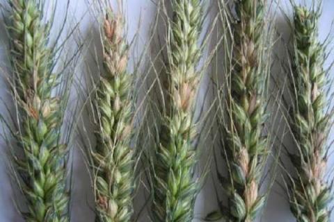 小麦吸浆虫的防治方法 小麦吸浆虫防治技术