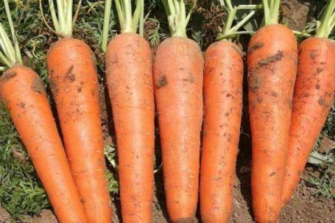 东北胡萝卜几月份播种 最适宜的种植时间
