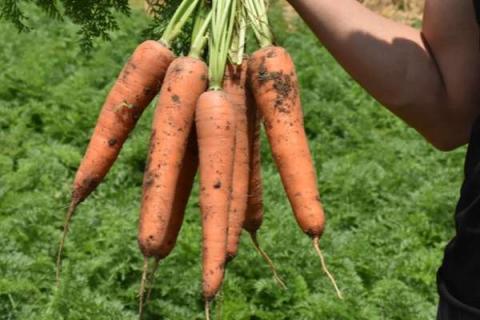 东北胡萝卜几月份播种 最适宜的种植时间