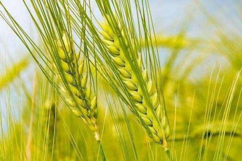小麦重茬用什么药好 解决方法有哪些