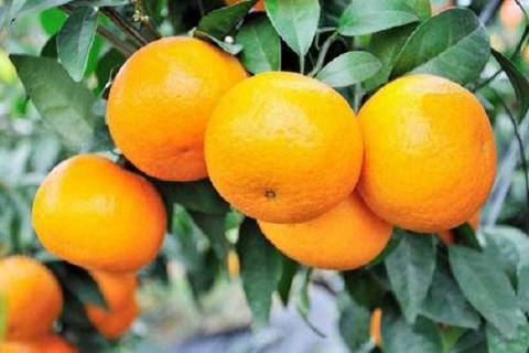 柑橘脂点黄斑如何配药 柑橘脂点黄斑病用什么药最好