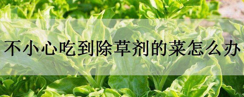 不小心吃到除草剂的菜怎么办（不小心吃了打除草剂的菜怎么办）