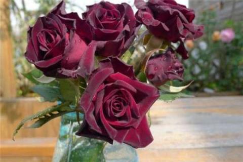 红玫瑰品种有哪些 红玫瑰品种名称
