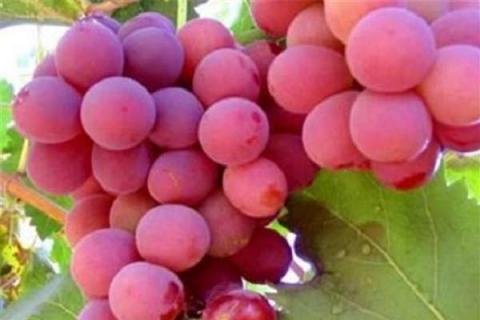 葡萄种子出的苗可以结葡萄吗 葡萄种子能种出葡萄吗