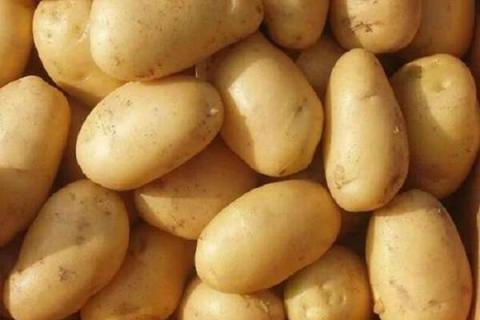 怎么判断土豆成熟可挖 怎么判断土豆长成熟了