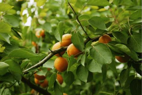 特大甜红高产杏品种（甜杏仁品种的杏树）