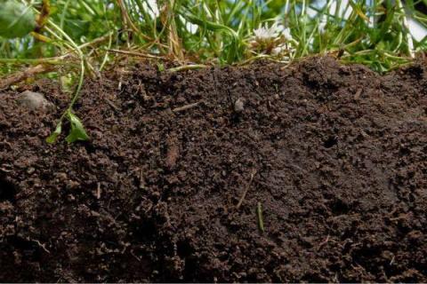 土壤粘性太大处理方法 改善土质最好的办法