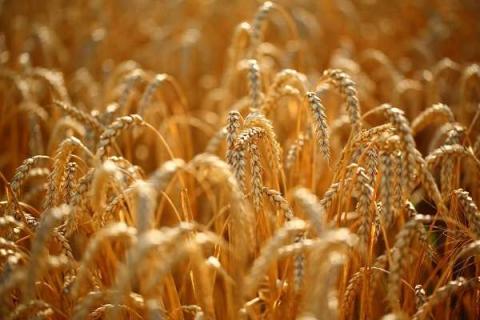 小麦的种植密度是多少（小麦种植密度大产量高吗）