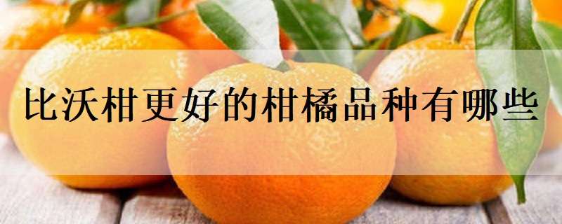 比沃柑更好的柑橘品种有哪些