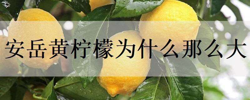 安岳黄柠檬为什么那么大