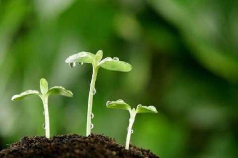 植物生长需要的五个基本条件