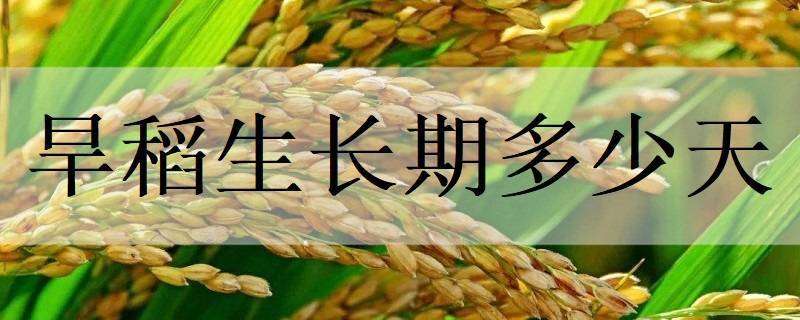旱稻生长期多少天 旱稻生长期多少天施肥