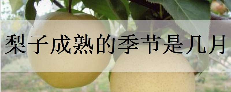 梨子成熟的季节是几月 梨子是什么时候成熟的季节