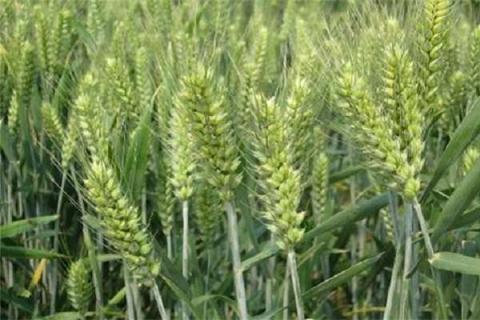 种冬小麦什么时候施底肥 冬小麦什么时候施苗肥