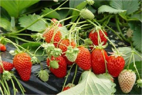 草莓属于浆果类吗 草莓属于浆果类吗还是水果