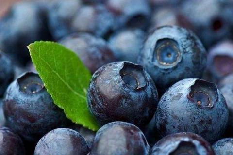 和蓝莓相似的野果有哪些 你吃过哪几种