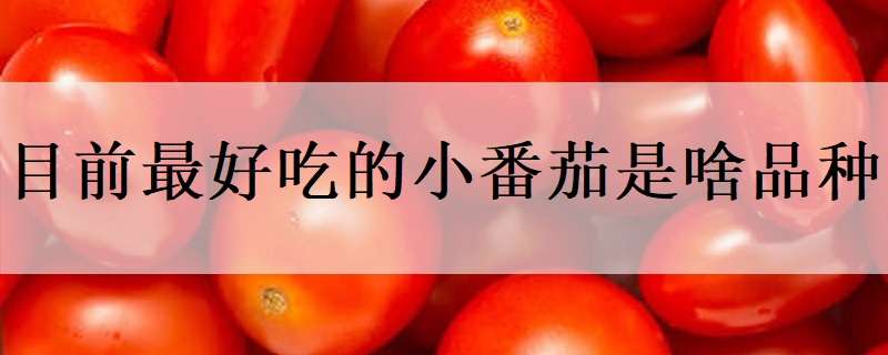 目前最好吃的小番茄是啥品种 目前最好吃的小番茄是啥品种的