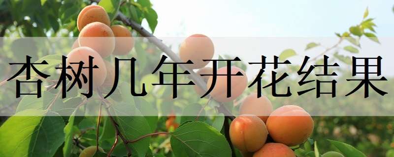 杏树几年开花结果 杏树几年开花结果呢