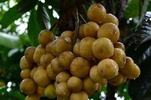 龙贡果树几年挂果 龙贡果的药用价值