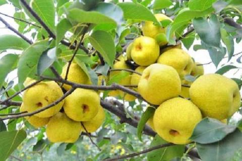 硝酸铵钙在果树上使用（硝酸铵钙在果树上使用量）