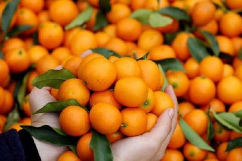 目前最好吃的4个柑橘品种 最好吃的柑橘排行榜