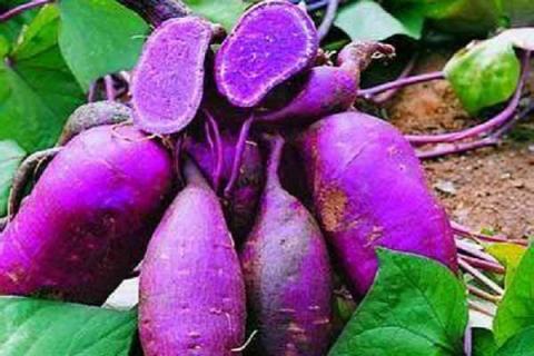 国内紫薯和越南紫薯的差异 两者有什么不同