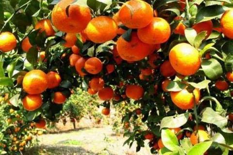 砂糖橘树种植方法及最佳种植时间（砂糖橘树种植技术）