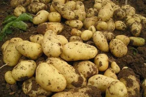 种土豆个大的秘诀 土豆的种植技巧和时间