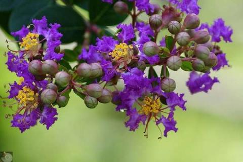 紫薇花能吃吗 紫薇花的食用和禁忌