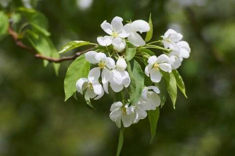 苹果花期能浇水吗（苹果花期能浇水吗?）