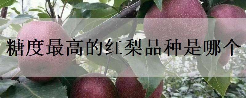 糖度最高的红梨品种是哪个 糖度最高的红梨品种是哪个