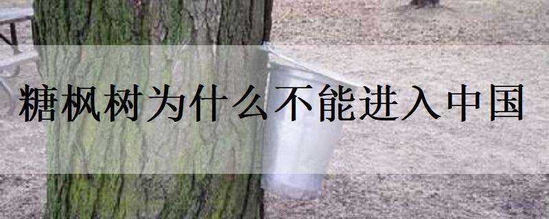 糖枫树为什么不能进入中国 糖枫树为什么不能进入中国市场