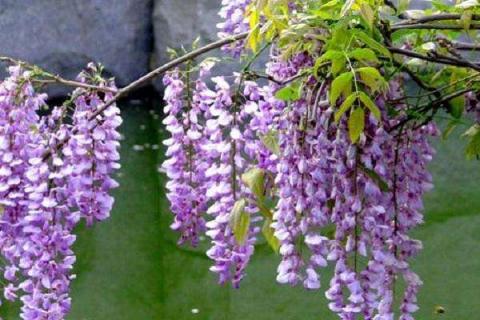 紫藤花芽与花苞区别 如何区分两者