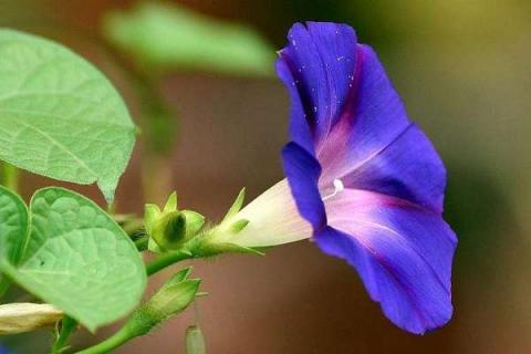 夏天开紫花的植物大全（夏天开紫色的花有哪些）