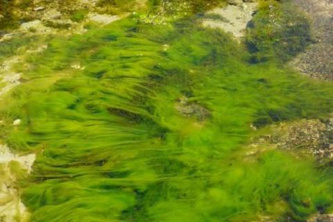 藻类是植物吗 藻类是植物吗百度百科