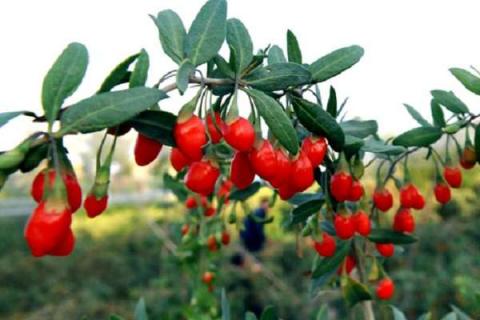 茄科植物的主要特征是什么（茄科植物的主要特征是什么）