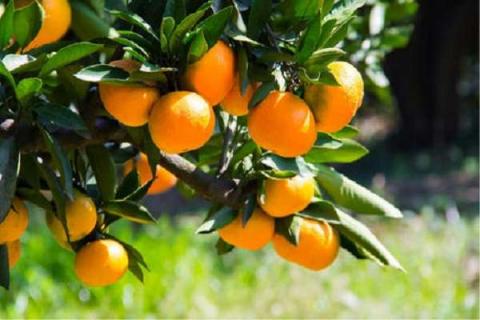 柑橘修剪六大忌 修剪柑橘类水果的注意事项