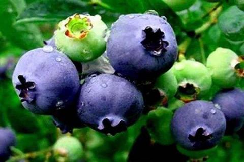 蓝莓怎么洗 蓝莓的正确清洗方法