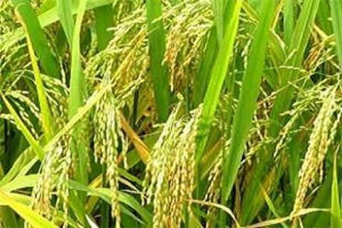 水稻是水生植物吗 水生植物的特点是什么