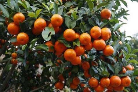 砂糖橘树种植方法（砂糖橘树种植方法图片）
