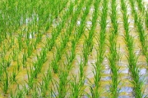水稻秧苗怎么培育 水稻秧苗培育技术